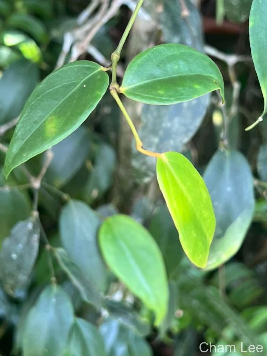 Piper trineuron Miq.